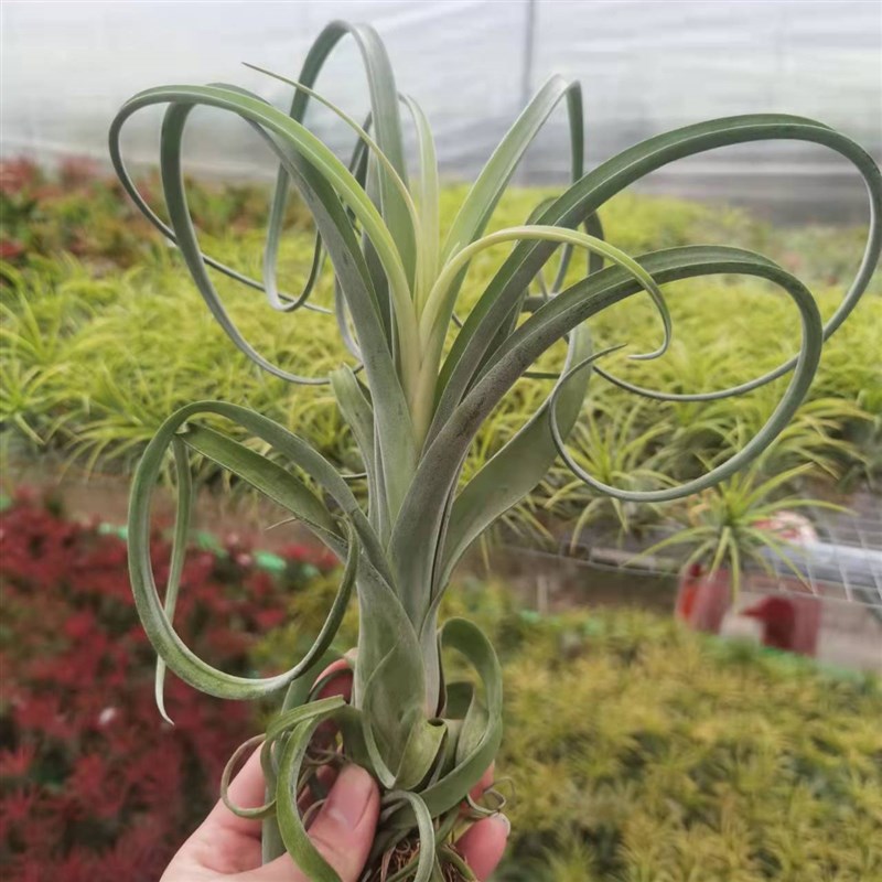 速发空气凤梨实生花卷 花中花杂交电卷卷花烫T. Curly im