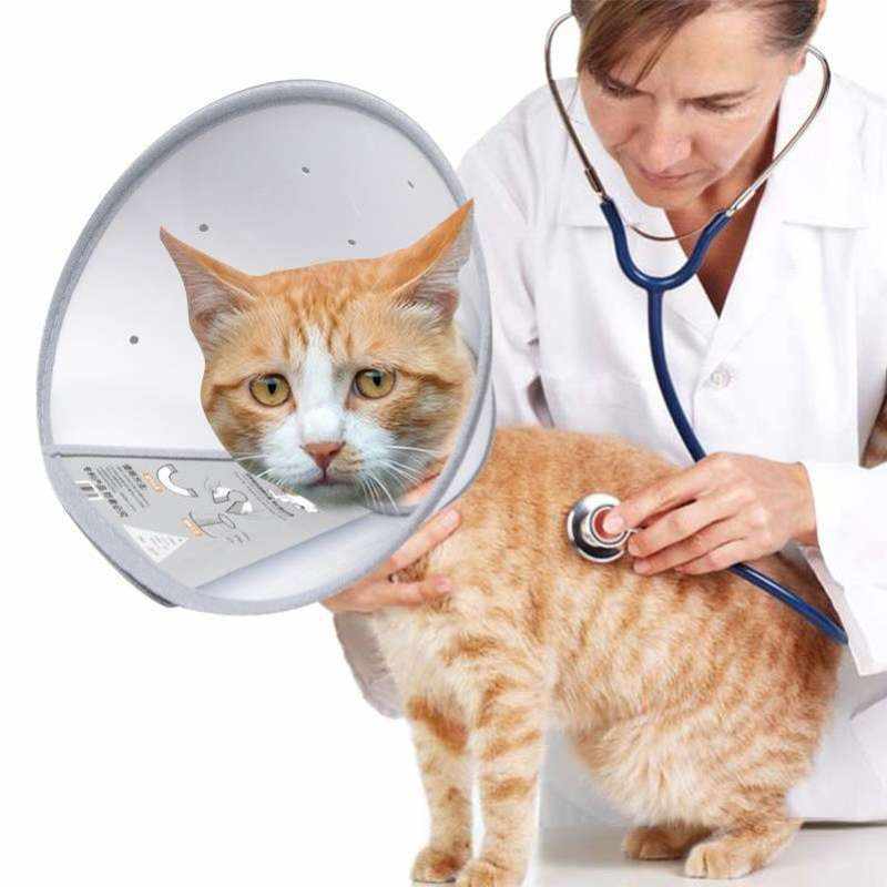 速发耻辱猫幼犬脖套猫咪博美英短小育圈绝幼圈防抓圈颈带大狗