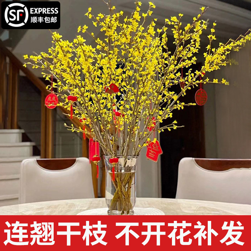速发连翘寸寸金干枝泡水开花年宵柳绿植花卉水培梅切干枝雪花腊鲜