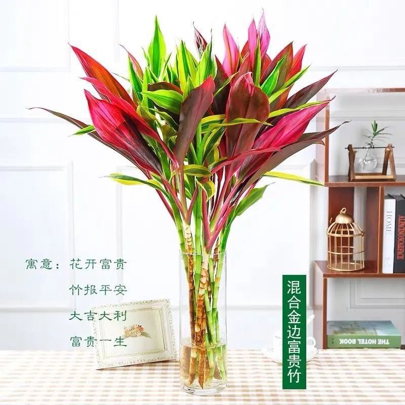 速发厅竹鸿运当头富贵竹大叶水培水养卉植花绿室内客紫净化空气姜