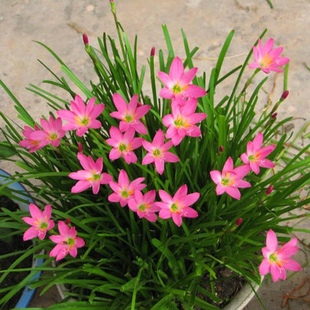 10棵粉色风雨兰花苗盆栽阳台花园葱兰四季花卉植物韭菜兰花沿阶草