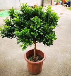 香水米兰花盆栽花卉绿植室内老桩带花苞四季开花好养阳台植物树苗