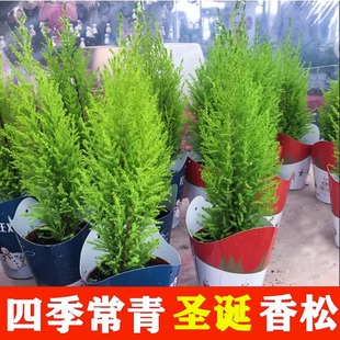 香松盆栽金冠柏绿植树苗盆景棒棒糖松树四季绿植办公室内好养香柏