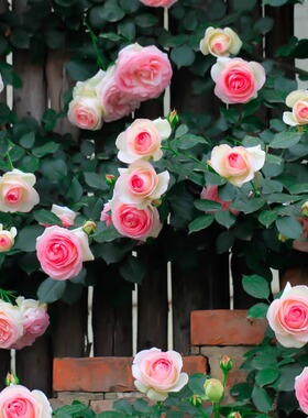 粉色龙沙宝石红色红龙粉龙王妃自由精神艾拉绒球门廊蔷薇月季花苗