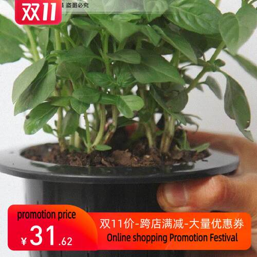 Basil, potted vanilla fragrant plant, nine layers of跨境香港