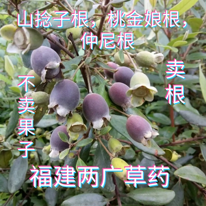 福建胃草药仲尼根山棯子根煲汤泡酒桃金娘岗稔根乌当泥根稔子树根
