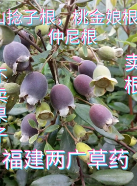 福建胃草药仲尼根山棯子根煲汤泡酒桃金娘岗稔根乌当泥根稔子树根