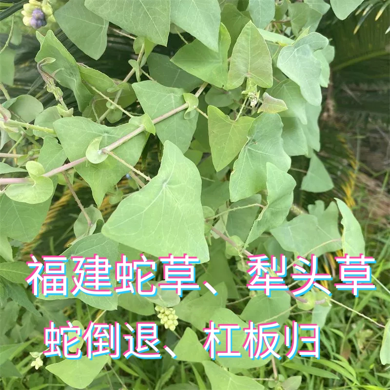 杠板归蛇倒退蛇不过南蛇风犁头刺藤老虎利泡澡福建草药蛇草犁头草