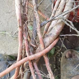 福建草药番石榴根那拔根鸡矢果番桃树红心巴乐根芭乐根干品无糖根