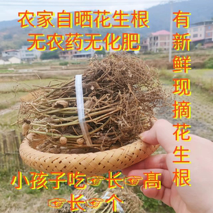 福建新鲜花生根晒干花生根助眠花生叶花生茎小孩吃身高长个煲汤料