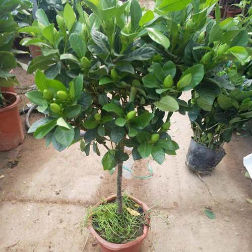 老桩大叶栀子花大树苗大棵栀子花浓香型四季开花独杆室内外花卉