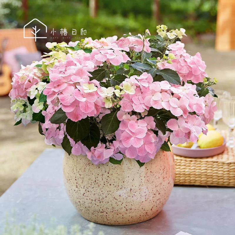 小椿日和 新品粉色落跑新娘绣球花卉盆栽植物阳台庭院花园八仙花