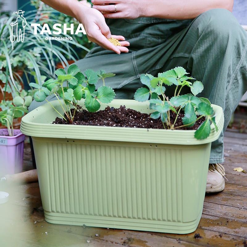 塔莎的花园爱丽思长方形浮雕塑料花盆种菜盆草莓特大蔬菜种植箱