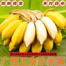 新鲜水果10斤整箱自然熟banana苹果蕉香蕉粉蕉 现摘广西小米蕉当季