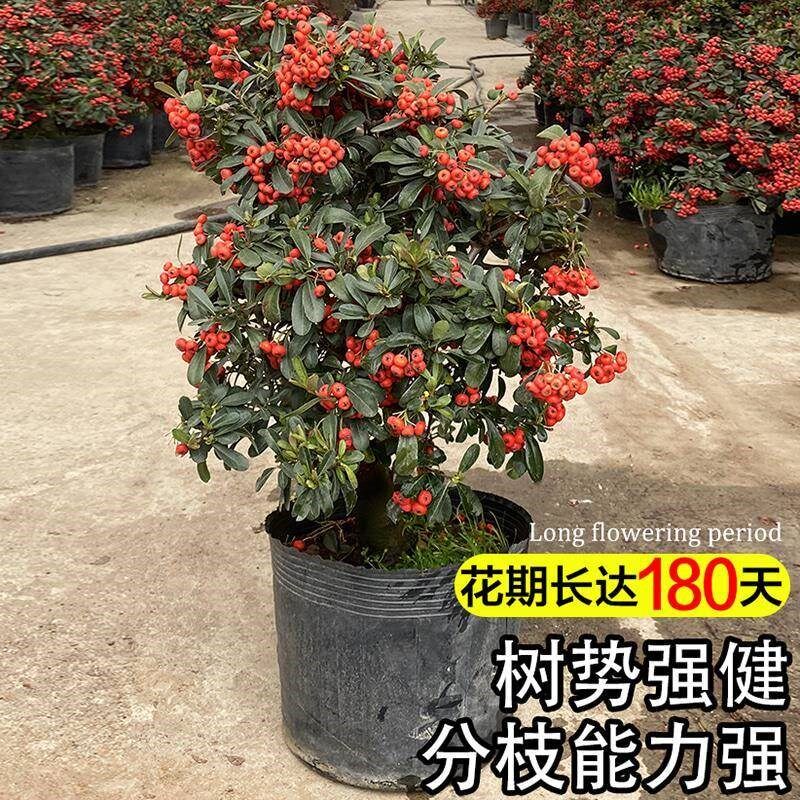 速发火棘树盆栽吉祥果盆景满堂红植物观果绿植台庭院开花结果小植
