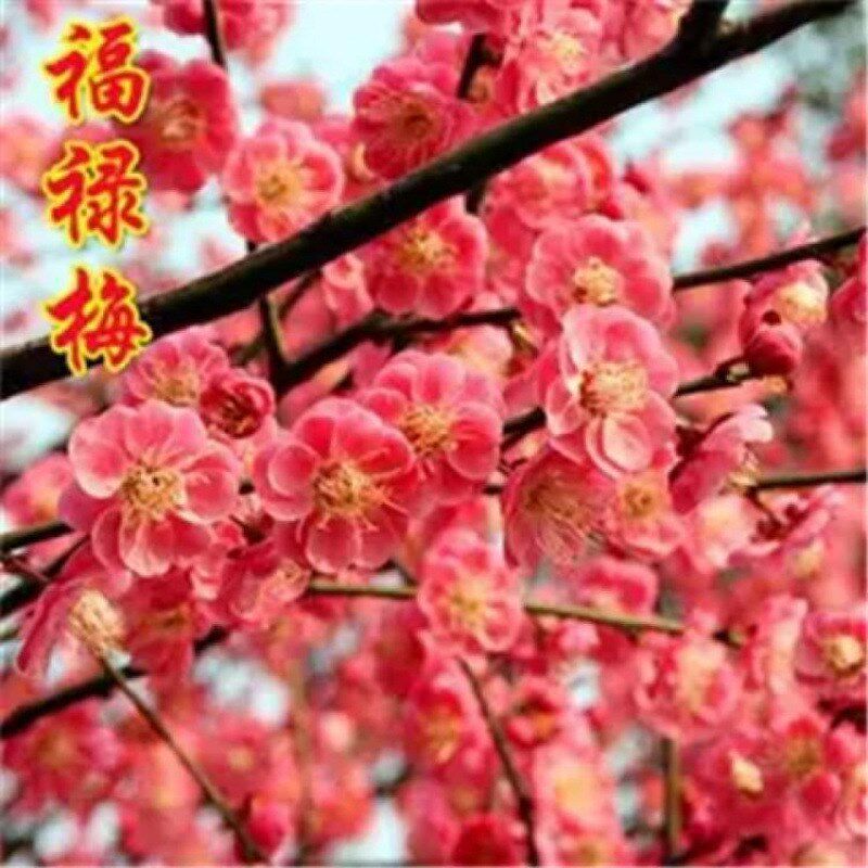 冬天不怕冷的花盘景植物腊梅花苗耐寒耐冻花卉冻的户外庭院绿植季