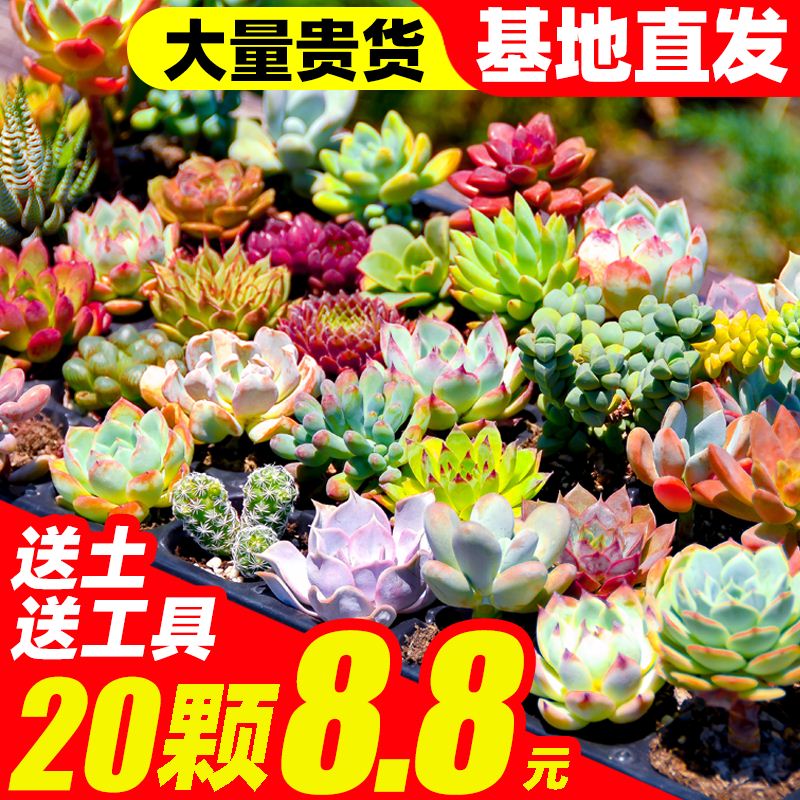 速发Green Flocking Artificial Succulents Plants Home Garden