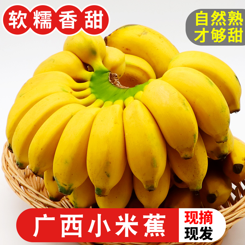 小米蕉新鲜香甜香蕉现摘热带水果小香蕉粉蕉苹果蕉芭蕉熟整箱包邮