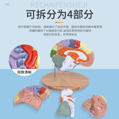 极速2倍放大脑功能分区 医学人体大脑解剖模O型拆卸动脉血管颅底