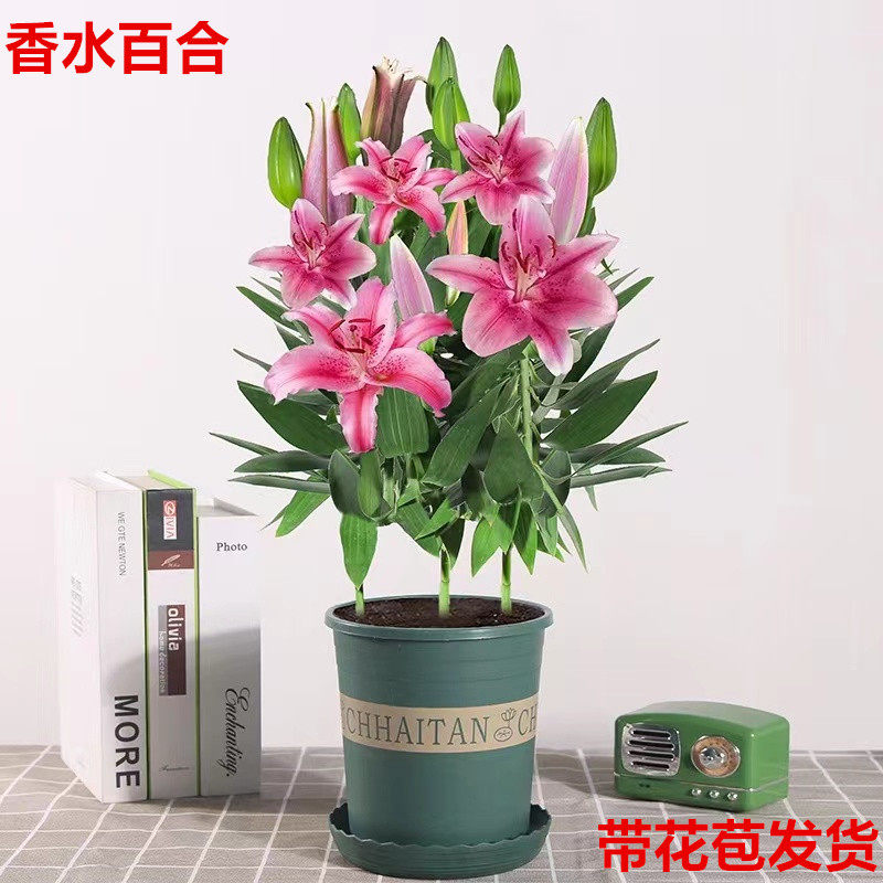 速发花合花季栽带花苞室内客厅百卉植物百合四盆开花植物