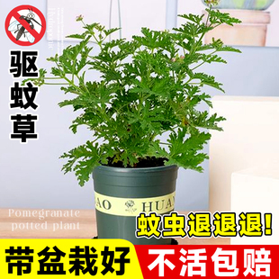 速发驱蚊草盆绿植物室内外庭院祛种蚊香叶天竺葵驱籽子栽植开花防