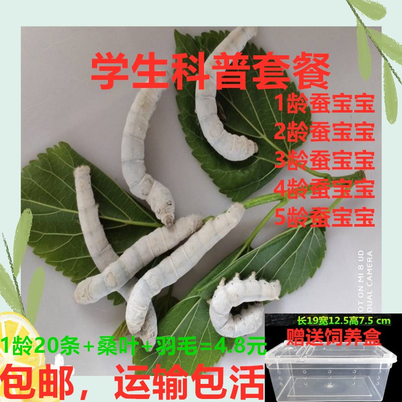 速发1-5龄蚕宝学生套装5鲜桑型蚕宝包邮运包活赠送饲养盒新龄巨叶