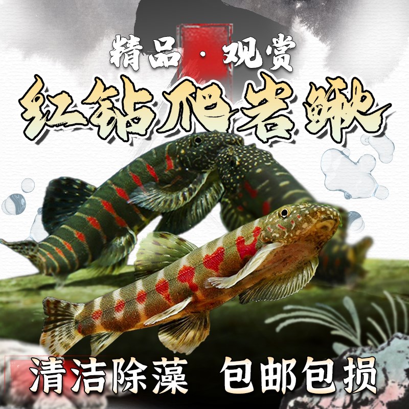 速发红钻鱼岩鳅贵州爬岩鳅琵道爬双吸盘冷水清琶夫不加温清洁工具