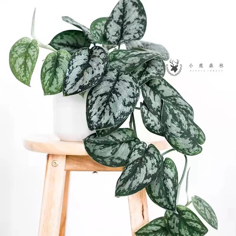 速发物叶银斑葛花叶绿萝白金葛盆栽好养室内桌面吊植大长藤垂绿好