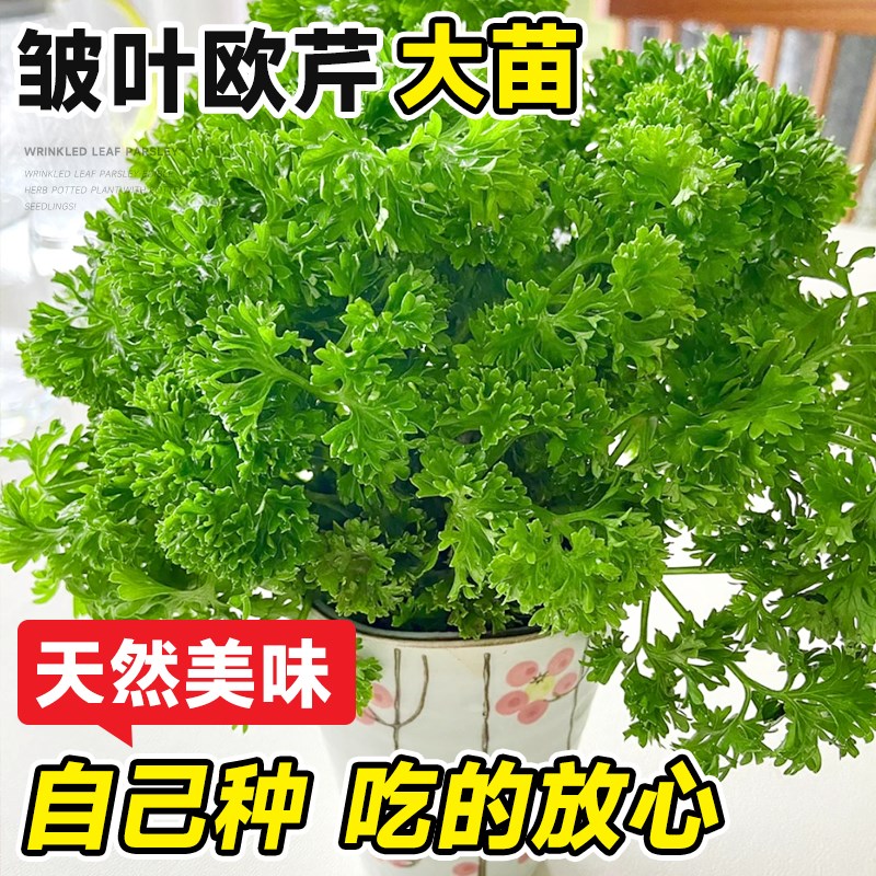 速发皱叶绿芹盆栽卷叶新鲜法香活苗可食用芹室内种植好养草欧植物