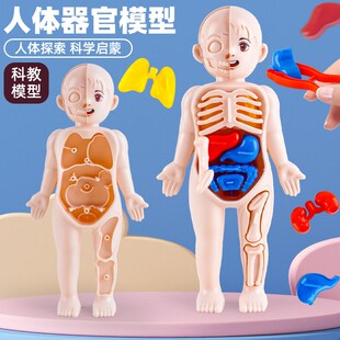 速发跨境人体模型儿童玩具 认知科教益装 器官构智骨骼骨架组造