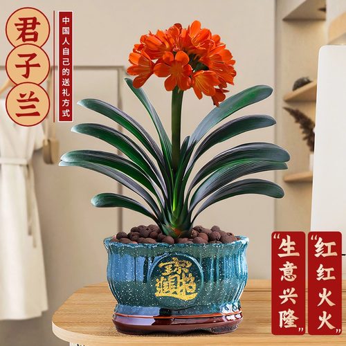 速发君子兰盆栽带花苞名贵花卉客好前台旺宅财物开业送礼招植厅养