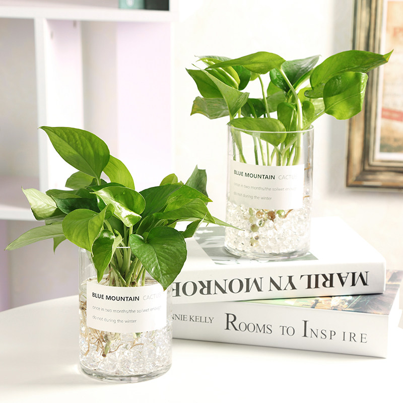 速发培植物花花透明瓶盆绿箩富贵竹办公室桌意水养创面圆柱花瓶