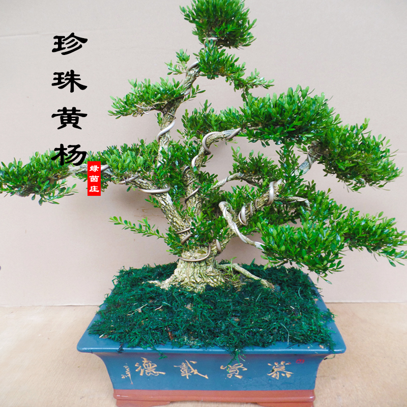 极速老桩造型珍珠黄杨o盆景植物室内树桩盆栽大型盆景树桌面绿植