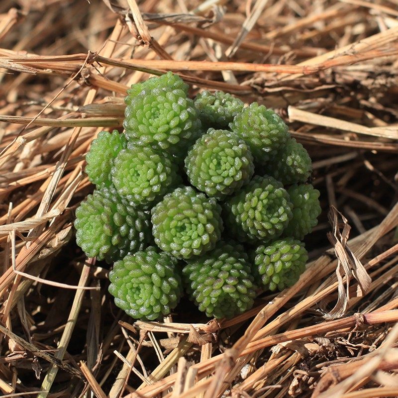 极速多头瑞典魔南多肉植物云南C多肉组合好看盆栽肉肉植物包邮