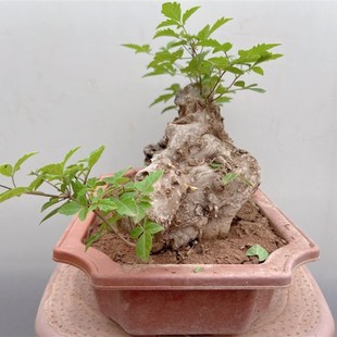 极速黄荆盆景舍利镂空