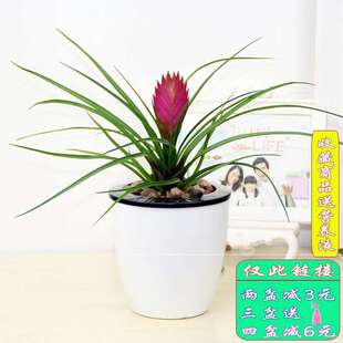 极速家庭大型绿植耐寒冬季适合z家里养的组合盆景花卉竹花树绿客