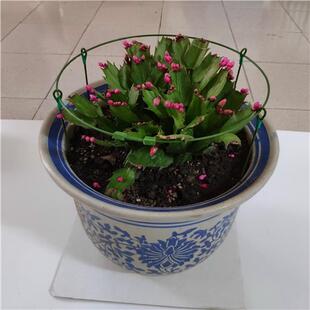 极速绿萝蝴蝶蟹爪兰盆栽花盆固定支架圈托M架护叶子植物防倒伏支