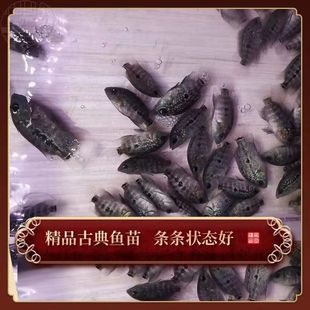 极速罗汉b鱼泰国进口观赏鱼热带鱼火凤泰金麒麟高起头亚成金花好