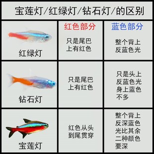 极速红绿灯鱼大号宝莲灯鱼钻石灯鱼小型热带N鱼淡水灯科鱼苗彩色