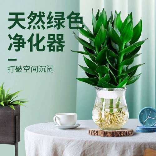 极速Bamboo bamkbusa multiplex lucky bamboo houseplants