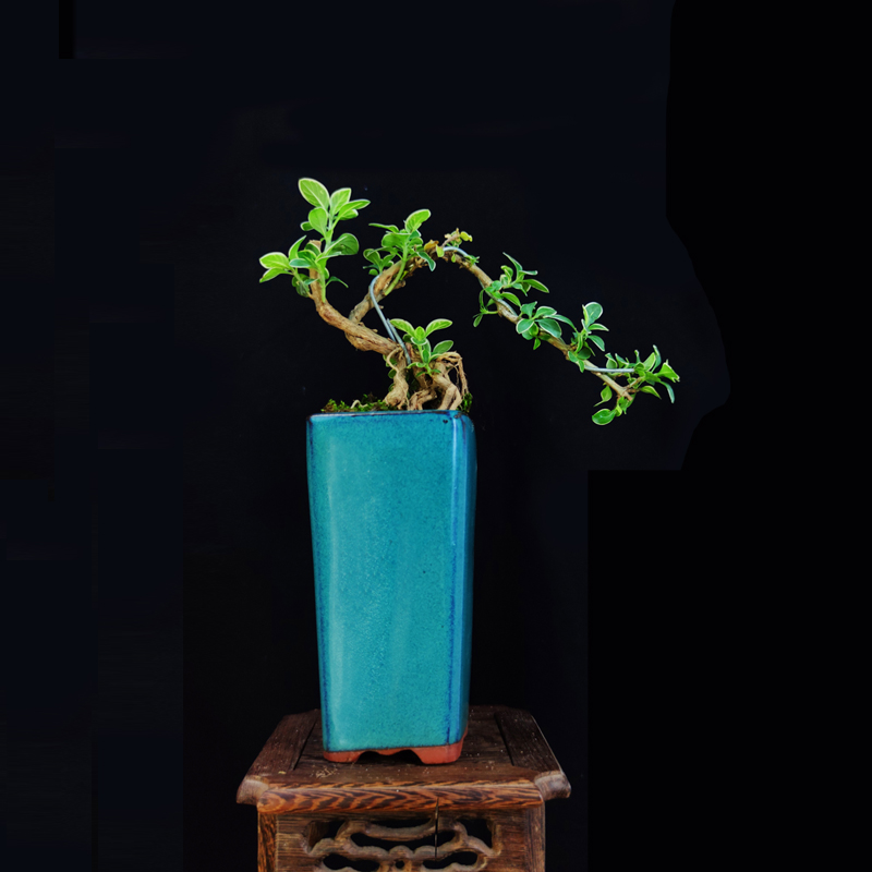 极速六月雪盆景植物提根老桩稀有造D型室内桌面微观绿植小盆栽真
