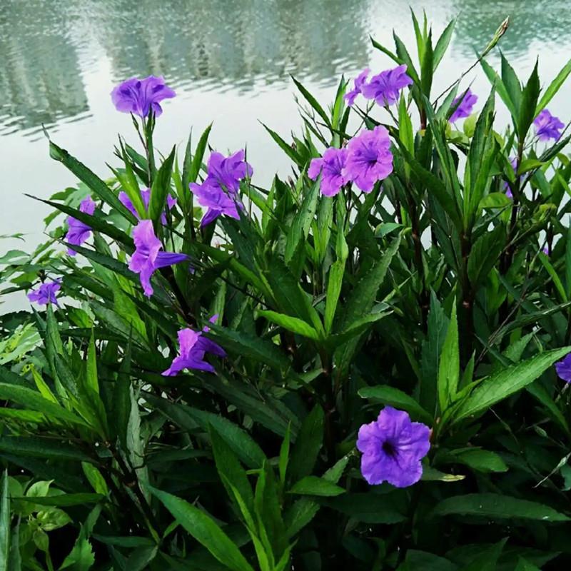 翠芦莉 水生土养开花植物盆栽花园室外花境工程绿化 水池水养花卉