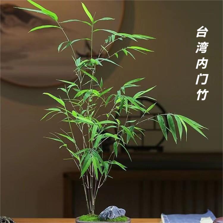 正宗台湾内门竹精品高档竹子室内书房高雅盆栽茶桌好养活禅意盆景