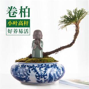 极速九死还魂草高杆小叶卷柏蕨类老桩盆景L吸水石假山装饰造景植
