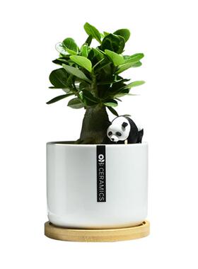 极速沙漠玫瑰创意盆栽花卉u好养重瓣开花植物室内阳台耐旱喜阳桌