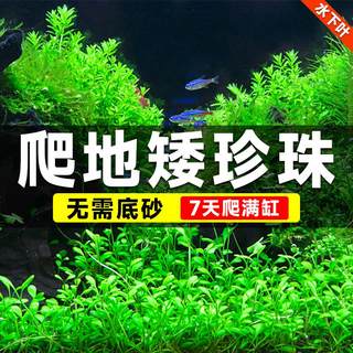 。爬地矮珍珠前景水草植物日本爬地水下叶鱼缸造景水培真草古法养