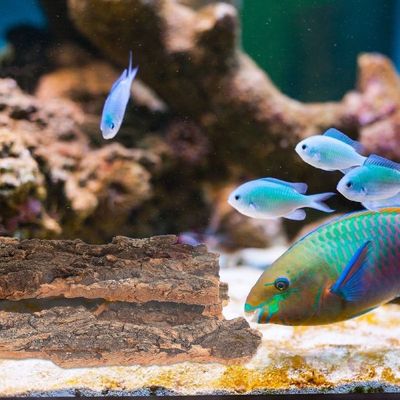 极速Reptile Bark Platform Terrarium LizarSd Tank Decor