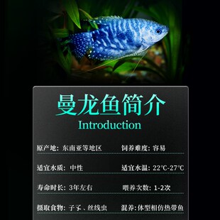 新品曼龙鱼热带淡水小型观赏活鱼苗好养J耐活不打氧珍珠马甲五彩