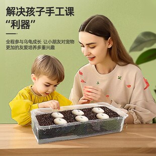 新品可孵化乌龟蛋套m装中华草龟花龟巴西龟鳄龟活体受精蛋宠物招