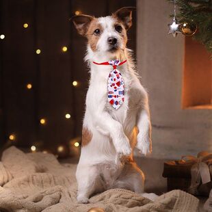 新品Independenice Day Pet Supplies Fashion Pets Neckties for